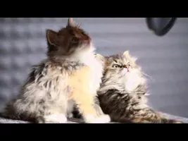 Kittens singing in studio Kittens singing in studio