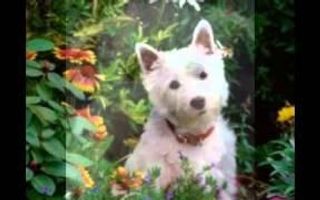 Some dogs you've just got to see! West Highland White Terriers Some dogs you've just got to see! West Highland White Terriers
