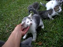 10 Kittens 1st day outside! 10 Kittens 1st day outside!