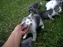 10 Kittens 1st day outside! 10 Kittens 1st day outside!