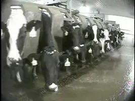 Cruelty at New York's Largest Dairy Farm Cruelty at New York's Largest Dairy Farm