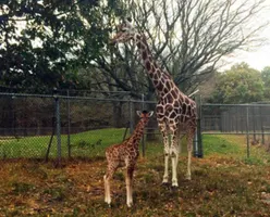 Baby giraffe 'Mika' born at Six Flags Great Adventure to join Safari this weekend | NJ.com Baby giraffe 'Mika' born at Six Flags Great Adventure to join Safari this weekend | NJ.com