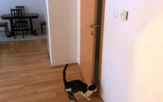 Cat open five doors to go outside - Мачка отвара пет врати за да излезе надвор Cat open five doors to go outside - Мачка отвара пет врати за да излезе надвор