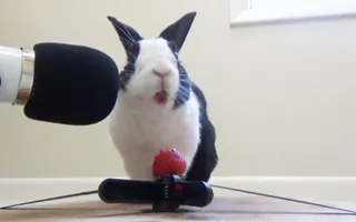 Rabbit eating juicy strawberry ASMR Rabbit eating juicy strawberry ASMR