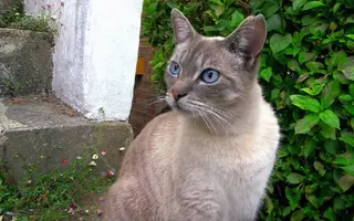 Cats Speaking Our Language - Cats Uncovered - BBC Cats Speaking Our Language - Cats Uncovered - BBC