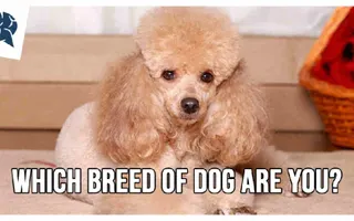 Which Breed Of Dog Are You? | BrainFall Which Breed Of Dog Are You? | BrainFall