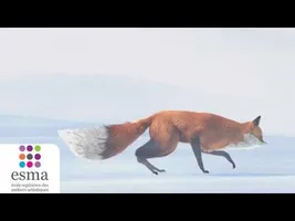 The Short Story of a Fox and a Mouse (Oscars 2016 - Nominated Short Film - Additional List) The Short Story of a Fox and a Mouse (Oscars 2016 - Nominated Short Film - Additional List)