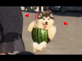 melon boi melon boi