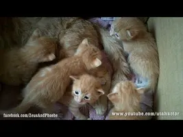 Cute Ginger Kittens Playing with their Momma Cute Ginger Kittens Playing with their Momma
