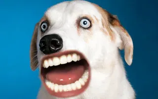 WOOF WOOF