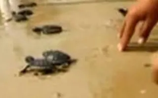 Baby Sea Turtles Released Baby Sea Turtles Released