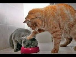 Animals Can Be Jerks - Supercut Compilation 2013! Animals Can Be Jerks - Supercut Compilation 2013!