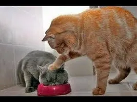 Animals Can Be Jerks - Supercut Compilation 2013! Animals Can Be Jerks - Supercut Compilation 2013!