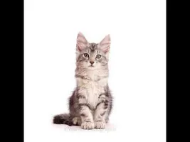 Kitten to Cat super fast time lapse Kitten to Cat super fast time lapse