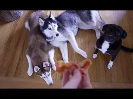 BACON BACON BACON! BACON BACON BACON!
