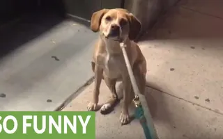 Dog upset pet store is closed, refuses to leave