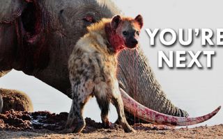 Hyenas Give Birth through a Pseudo Penis Hyenas Give Birth through a Pseudo Penis
