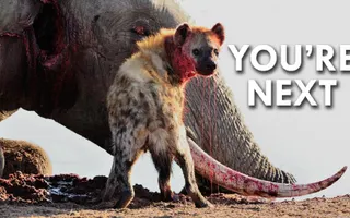 Hyenas Give Birth through a Pseudo Penis Hyenas Give Birth through a Pseudo Penis