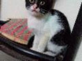 my cat! katie perry! my cat! katie perry!