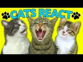 CATS REACT TO VIRAL VIDEOS CATS REACT TO VIRAL VIDEOS