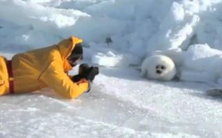 Lazy Harp Seal Has No Job - song by Parry Gripp Lazy Harp Seal Has No Job - song by Parry Gripp