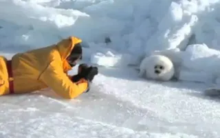 Lazy Harp Seal Has No Job - song by Parry Gripp Lazy Harp Seal Has No Job - song by Parry Gripp
