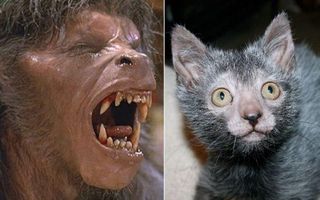 Breeders develop Lykoi cat that looks like a WEREWOLF and acts like a DOG | Daily Mail Online Breeders develop Lykoi cat that looks like a WEREWOLF and acts like a DOG | Daily Mail Online
