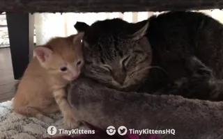 Ancient battle-scarred feral cat meets tiny kittens Ancient battle-scarred feral cat meets tiny kittens