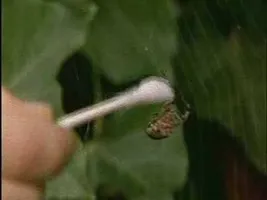 Spiders On Drugs Spiders On Drugs