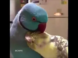 Watch: Love Birds Cuddling with each other Watch: Love Birds Cuddling with each other