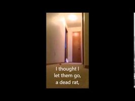 Cockatoo running around yelling absolute nonsense (subtitles) Cockatoo running around yelling absolute nonsense (subtitles)