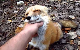 Fox go FLOOF