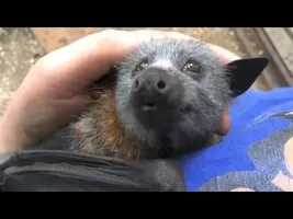 Juvenile bat squeaks while being petted. Juvenile bat squeaks while being petted.