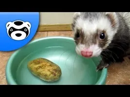 Funny Ferret Steals a Potato