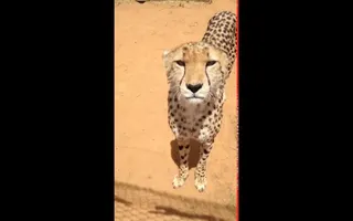 Вы Когда-нибудь Слышали Как Мяукает Гепард?