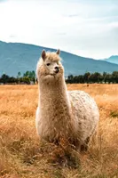 Fuunyllama1