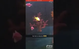 Retarded fish Retarded fish