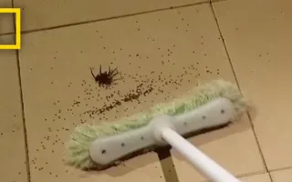 If You’re Scared of Spiders, Don’t Watch This | National Geographic If You’re Scared of Spiders, Don’t Watch This | National Geographic