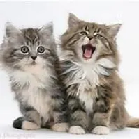 Cat adoptables Cat adoptables