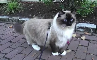 Ugo Chan Ragdoll Cat walking on leash Ugo Chan Ragdoll Cat walking on leash