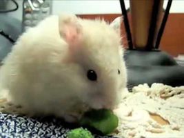 Nom Nom Nom Nom Nom Nom Nom - Parry Gripp Nom Nom Nom Nom Nom Nom Nom - Parry Gripp