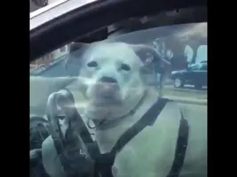 Where did this dog learn to drive????? Where did this dog learn to drive?????