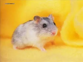 Hamster Dance Song -[Orginal]