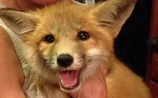 Can You Watch This Without Smiling? Can You Watch This Without Smiling?