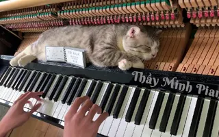 Piano woogie boogie massages for meow Piano woogie boogie massages for meow