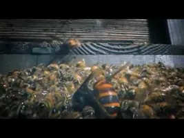 30 Japanese Giant Hornets kill 30,000 Honey Bees 30 Japanese Giant Hornets kill 30,000 Honey Bees