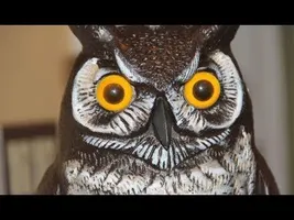 The Creepy Owl Story The Creepy Owl Story