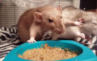 Rats have a slap fight Rats have a slap fight