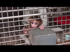 These Experiments Will Break Your Heart These Experiments Will Break Your Heart