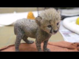 Rejected cheetah cub cuddles up with puppy pal Rejected cheetah cub cuddles up with puppy pal